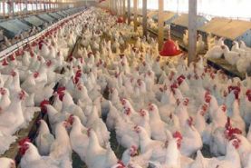 افزایش ۴۰ درصدی تولید مرغ و تخم مرغ مازاد بر نیاز