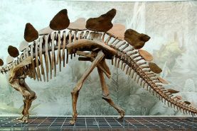 کشف گونه جدید استگوسور؛ احتمالاً قدیمی ترین گونه شناخته شده در جهان 